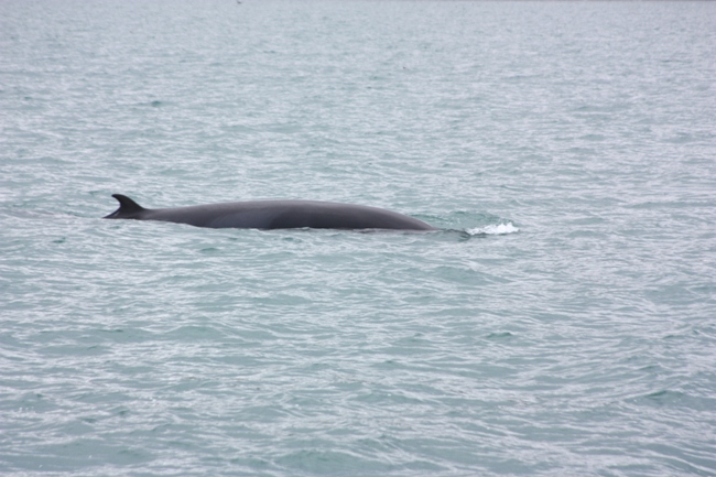 A minke whale up close